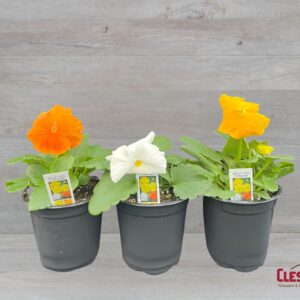 PANSY - DELTA PRO CITRUS MIX