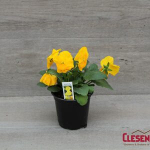 PANSY - DELTA PRO CLEAR YELLOW