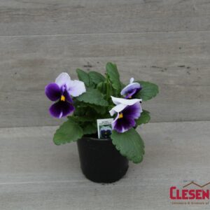 PANSY - MATRIX BEACONSFIELD