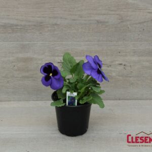 PANSY - MATRIX BLUE BLOTCH