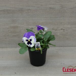 PANSY - MATRIX BLUE WING