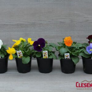 PANSY - MATRIX CLEAR MIX