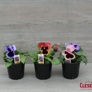 PANSY - MATRIX COASTAL SUNRISE