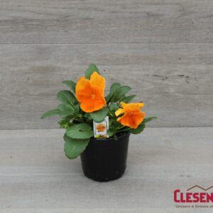 PANSY - MATRIX DEEP ORANGE