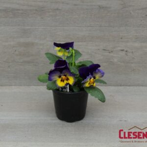PANSY - MATRIX MIDNIGHT GLOW