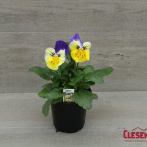 PANSY - MATRIX MORPHEUS