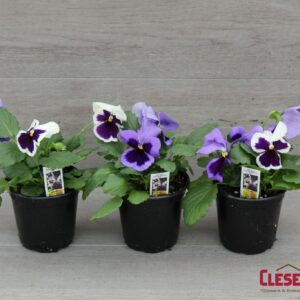 PANSY - MATRIX OCEAN BREEZE MIX