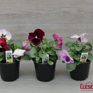 PANSY - MATRIX PINK SHADES
