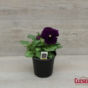 PANSY - MATRIX PURPLE