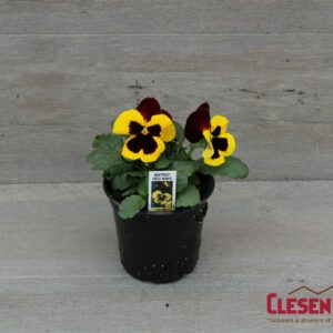 PANSY - MATRIX RED WING