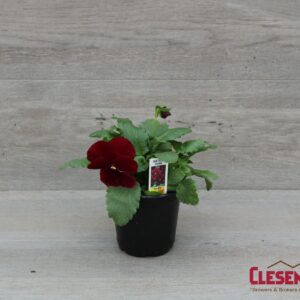 PANSY - MATRIX ROSE
