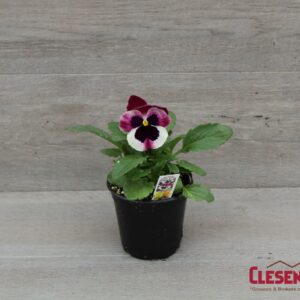 PANSY - MATRIX ROSE WING