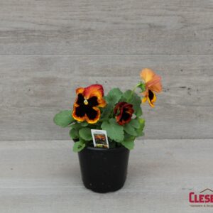 PANSY - MATRIX SOLAR FLARE