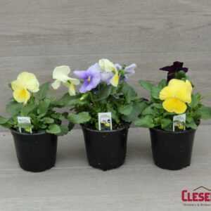 PANSY - MATRIX TRICOLOR MIX