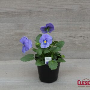 PANSY - MATRIX TRUE BLUE