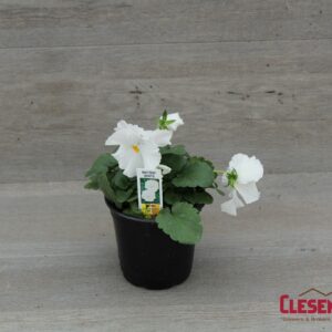 PANSY - MATRIX WHITE