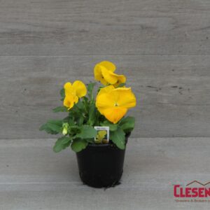 PANSY - MATRIX YELLOW