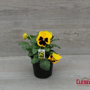PANSY - MATRIX YELLOW BLOTCH