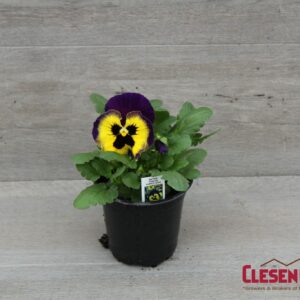 PANSY - MATRIX YELLOW W/PURPLE WING