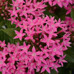 PENTAS - LUCKY STAR DEEP PINK