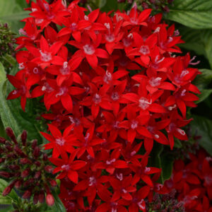PENTAS - LUCKY STAR DARK RED