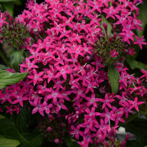 PENTAS - LUCKY STAR VIOLET