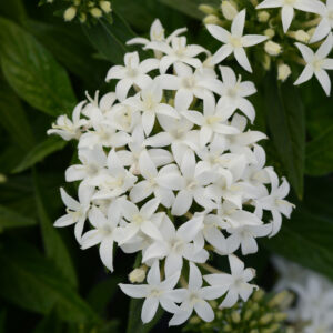 PENTAS - LUCKY STAR WHITE