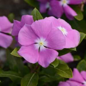 PERIWINKLE - VALIANT ORCHID