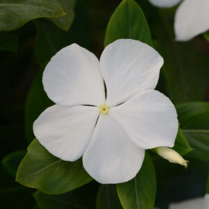 PERIWINKLE - VALIANT WHITE