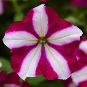 PETUNIA - EASY WAVE BURGUNDY STAR