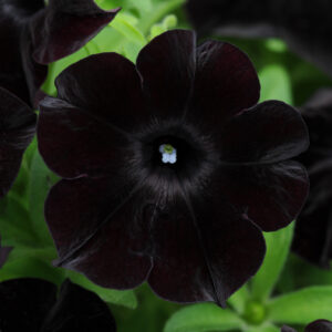 PETUNIA - SLINGSHOT BLACK MAGIC