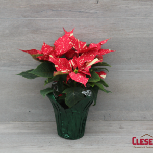 POINSETTIA - RED GLITTER 4.33" 1 BRANCH
