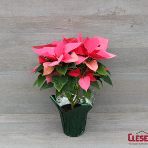 POINSETTIA - PINK 4.33" 1 BRANCH