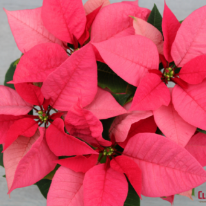 POINSETTIA - PINK 6.5" 1 BRANCH