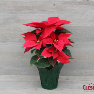 POINSETTIA - RED 4.33" 1 BRANCH