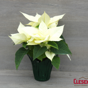 POINSETTIA - WHITE 4.33" 1 BRANCH