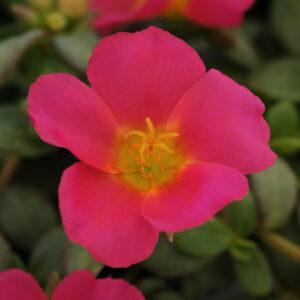 PORTULACA - RIO GRANDE MAGENTA