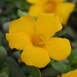 PORTULACA - RIO GRANDE YELLOW