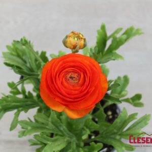 RANUNCULUS - SPRINKLES ORANGE