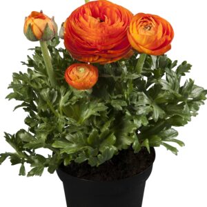 RANUNCULUS - SPRINKLES ORANGE