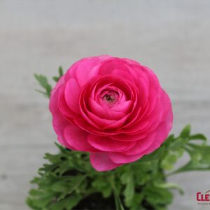 RANUNCULUS - SPRINKLES - PINK