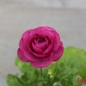 RANUNCULUS - SPRINKLES  VIOLET