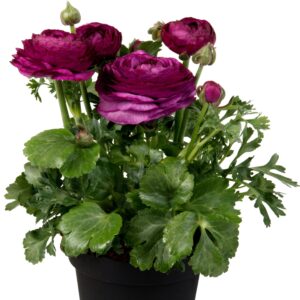 RANUNCULUS - SPRINKLES  VIOLET