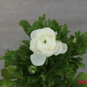 RANUNCULUS - SPRINKLES WHITE