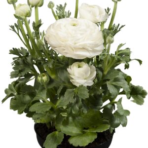 RANUNCULUS - SPRINKLES WHITE
