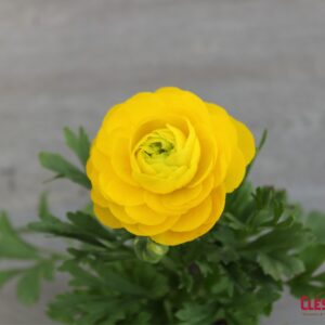 RANUNCULUS - SPRINKLES YELLOW
