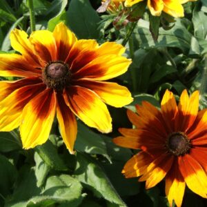 RUDBECKIA - SUNSPOT YELLOW BICOLOR