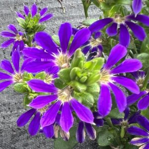 SCAEVOLA - SURDIVA BLUE VIOLET