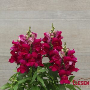 SNAPDRAGON - SNAPTASTIC MAGENTA