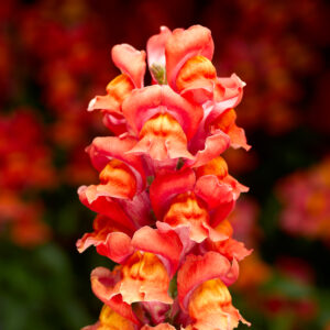SNAPDRAGON - SNAPTASTIC ORANGE FLAME